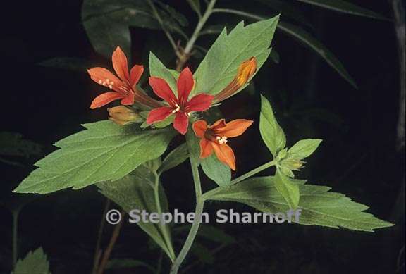 collomia rawsoniana 2 graphic